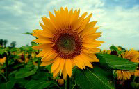 Sonnenblume