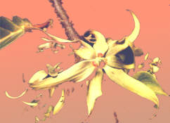 Ylang Ylang Blüte
